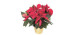  Poinsettia 6 pouces