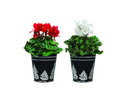  Flowering Plant with tin pot 4 inch