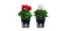  Flowering Plant with tin pot 4 inch