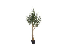 Large potted olive tree...