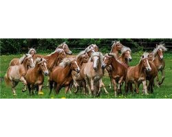 Jumbo -  chevaux haflinger (1000 pièces)