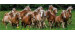 Jumbo -  chevaux haflinger (1000 pièces)