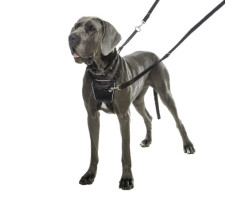 No Pull harness for dogs