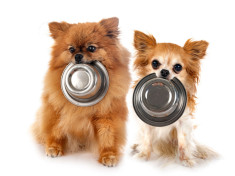 Dog Food and Treats